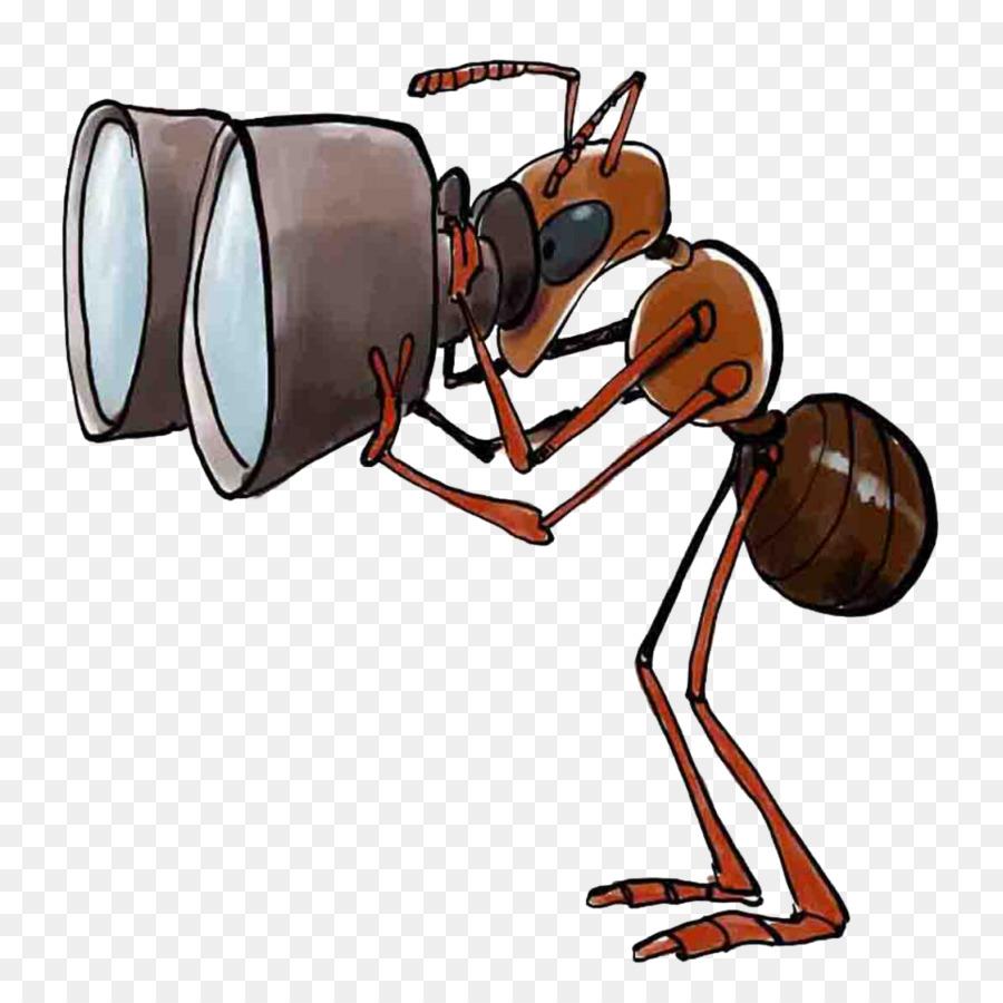 O Asilo Das Formigas